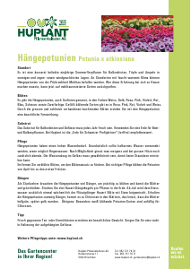 Bedienungsanleitung Huplant Haengepetunien Pflanze