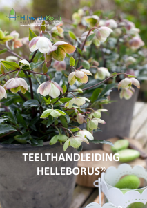 Handleiding HilverdaKooij Helleborus Plant